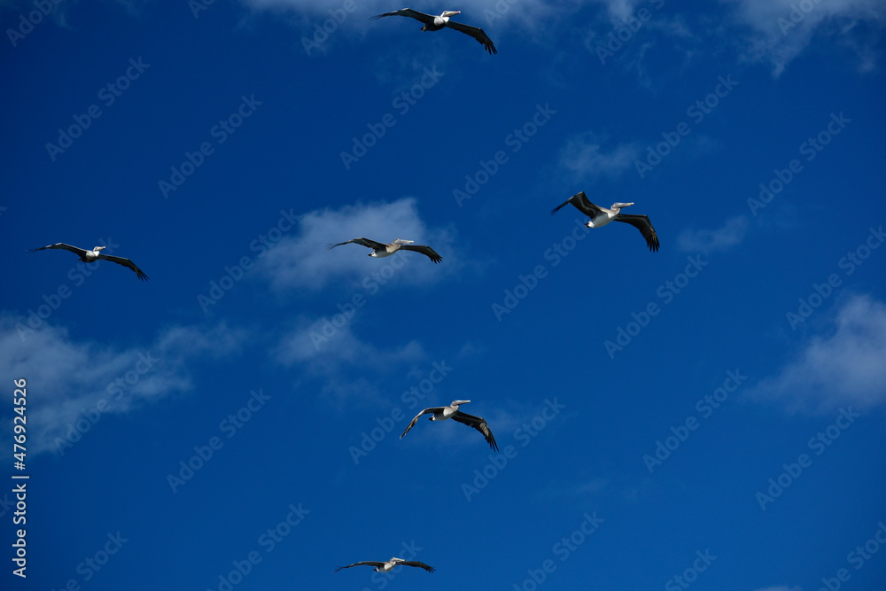 A flock of Brown Pelicans flying over South Florida