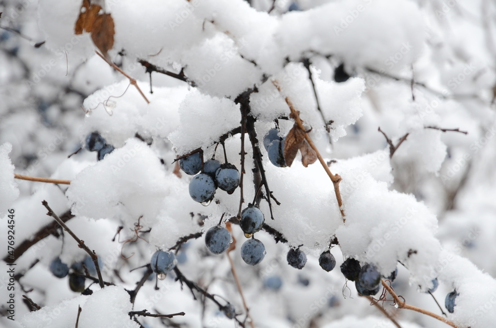 The winter landscape consists of a snow-covered blackthorn bush with berries.