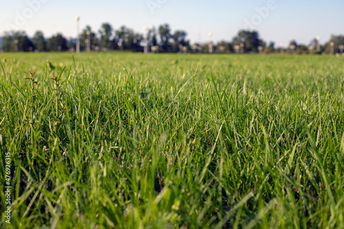 Bright summer green grass, on a sunny warm evening