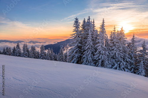 Spruce trees in cold winter morning on Kranjska Reber mountain in Kamnik-Savinja Alps, Slovenia © erikzunec