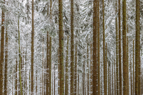Closeup of forest tree trunks in winter,Slovenia