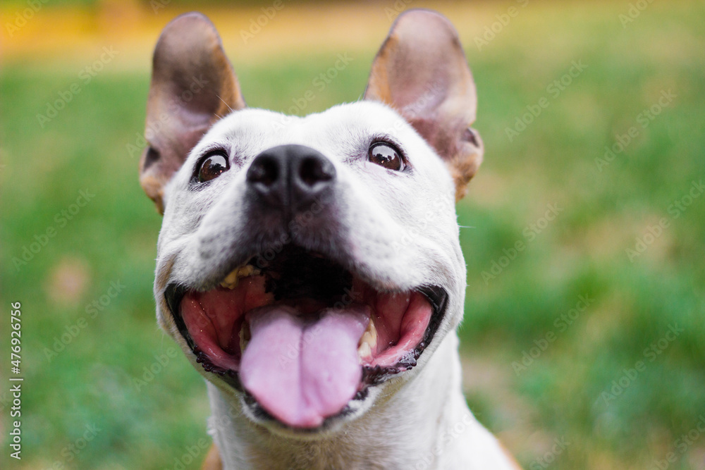Portrait of cute terrier dog