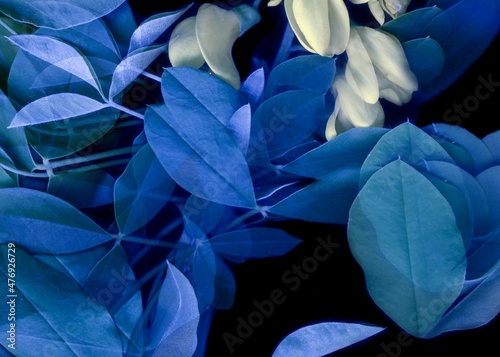 Laburnum branch decorative shrub nature background. Bright  flowers and blue ...