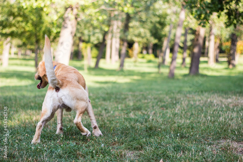 Labrador dog peeing in the public park to mark territory