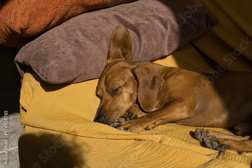Beautiful purebred red-haired dachshund  also called dachshund  Viennese dog or dachshund  sleeping wrapped in a blanket on his bed and on the sofa  looking at camera