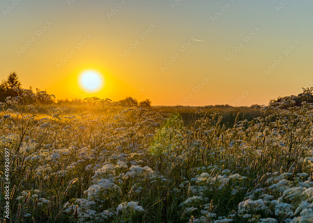 Obraz premium The bright sun rises above the horizon. The first rays of the sun illuminate the green grass. Sunrise.