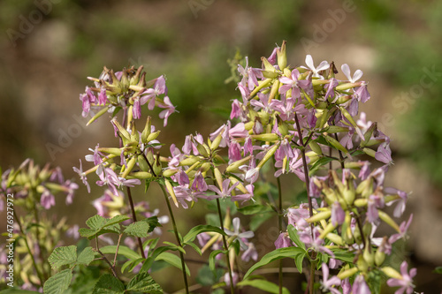 Flower of soapwort (Saponaria officinalis)