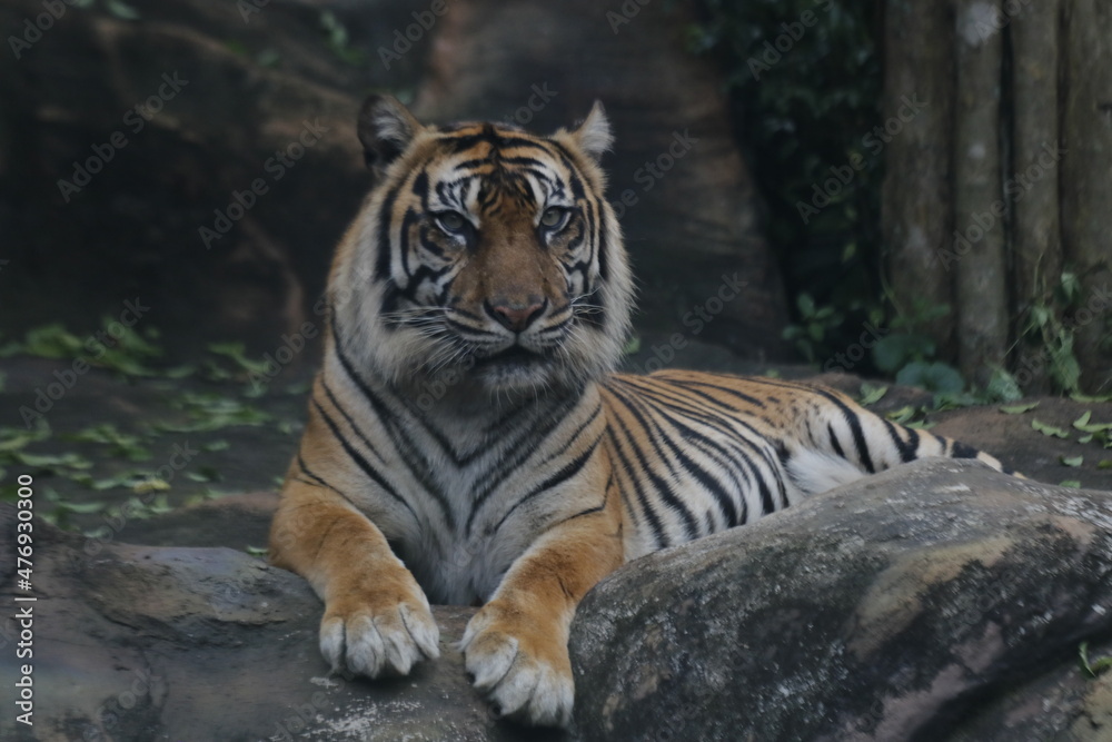 Sumatran tiger at the zoo Sumatran tiger at the zoo
