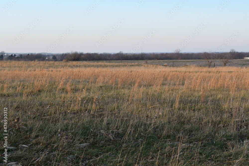 Grass in a Farm Field