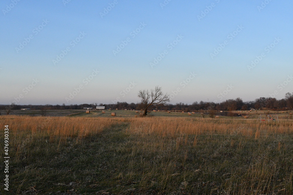 Grass in a Farm Field Under a Blue Sky