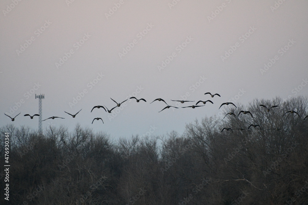 Obraz premium Geese Flying Over Trees
