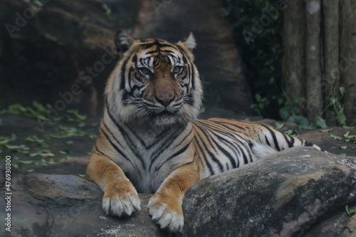 Sumatran tiger at the zoo