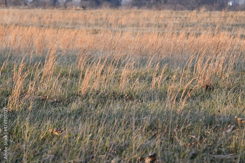 Grass in a Field