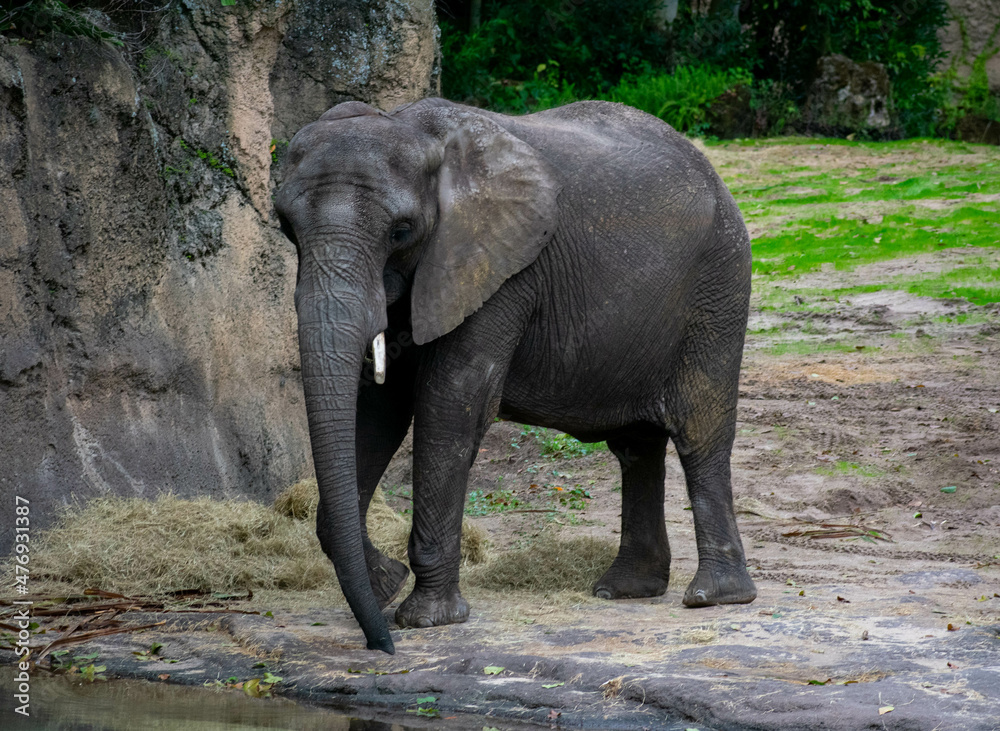 Fototapeta premium elephant in the zoo