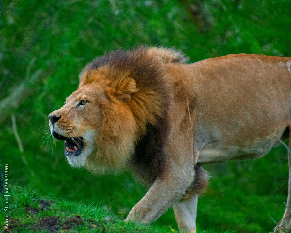 lion in the grass lion in the grass