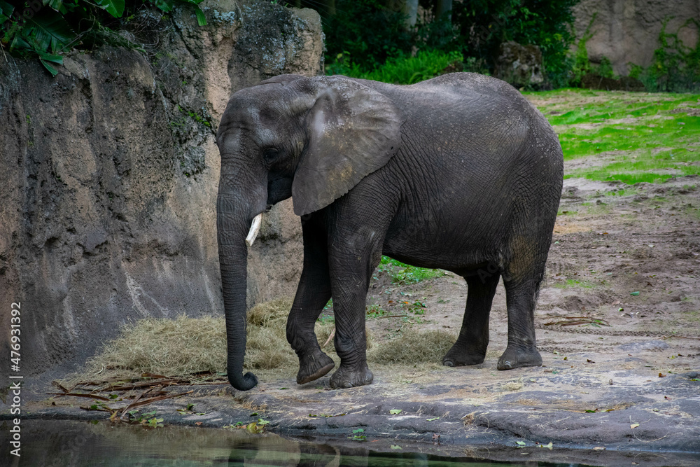 Fototapeta premium elephant in the zoo