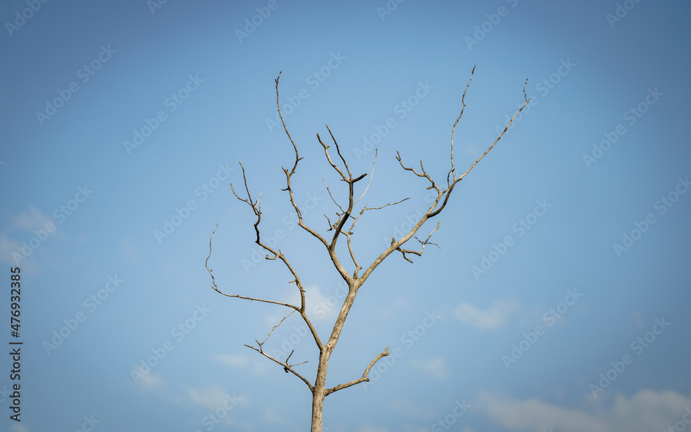 A tree without leafs does not mean it cannot stand out A tree without leafs does not mean it cannot stand out
