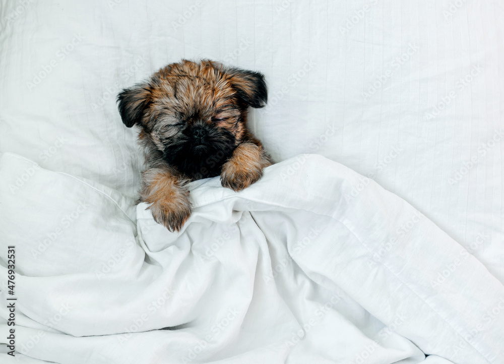 a sleeping newborn Brussels Griffon puppy of red color lies under a white blanket with closed eyes. High quality photo a sleeping newborn Brussels Griffon puppy of red color lies under a white blanket with closed eyes. High quality photo