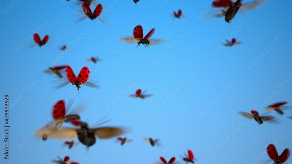Flying Swarm of Ladybugs. Lady Beetles in the sky. Ladybirds Insects fly outdoors Flying Swarm of Ladybugs. Lady Beetles in the sky. Ladybirds Insects fly outdoors