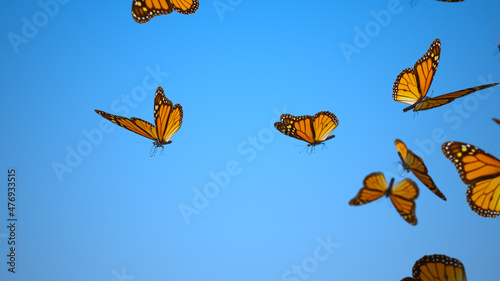Canvas Print Swarm of Monarch Butterflies on blue Background