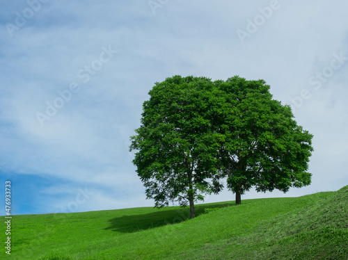 Couple trees on green grass in the hills with blue sky in the background.