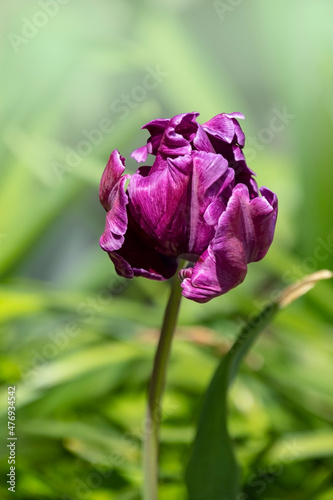 Purple parrot tulip bloom in springtime. Spring flower, natural background