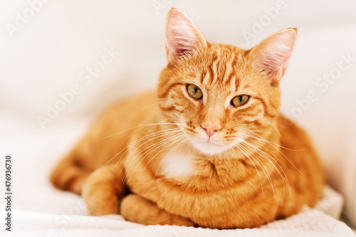 Fototapeta Naklejka Na Ścianę i Meble -  Beautiful young ginger cat lying on white couch