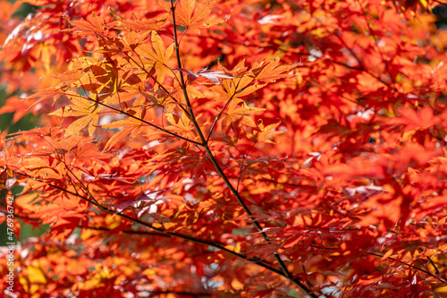 Leaves that turn red in autumn © dong