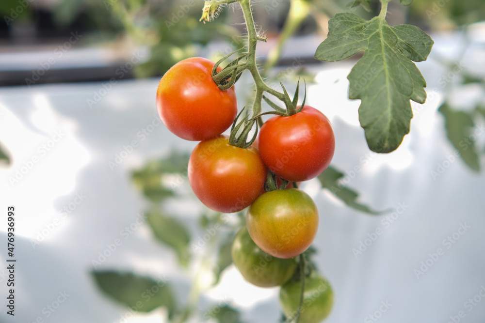 tomatoes on branch