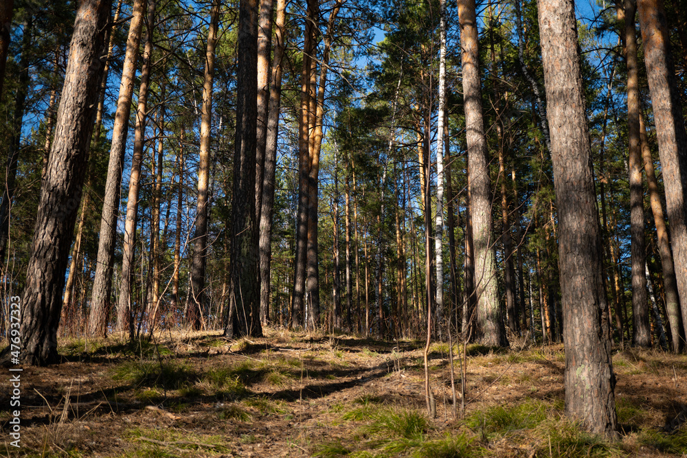Background image of a fabulous spring coniferous forest Background image of a fabulous spring coniferous forest