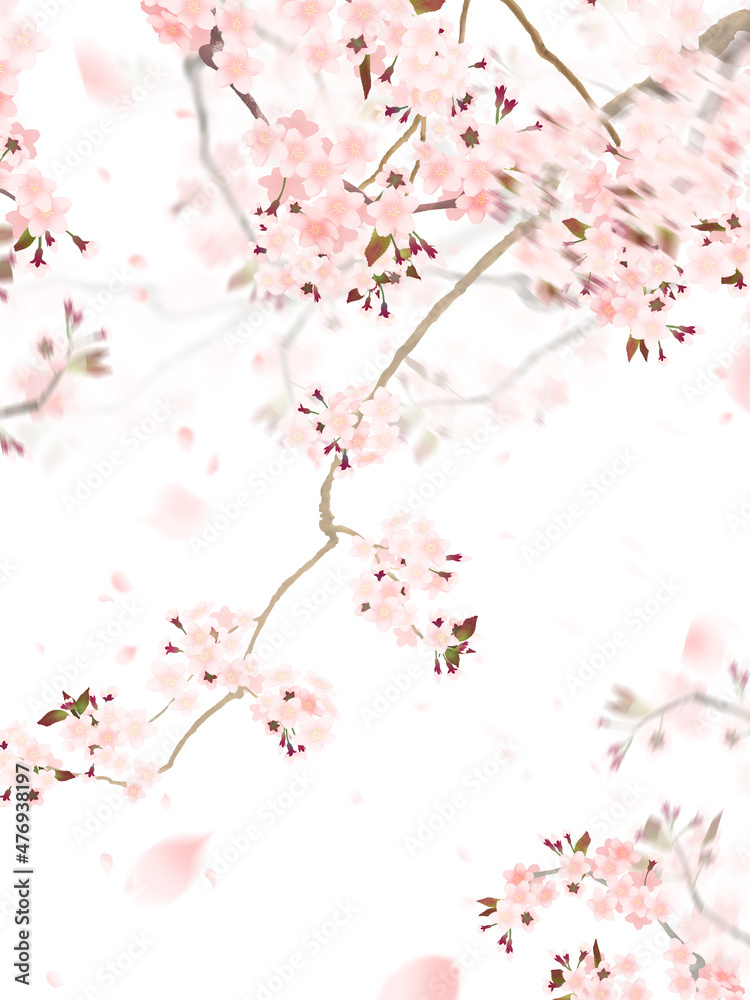 Background material using cherry blossoms Background material using cherry blossoms