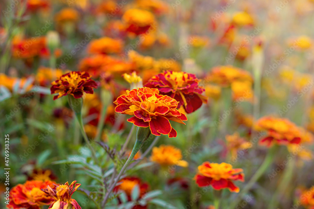 The park is covered with marigolds The park is covered with marigolds