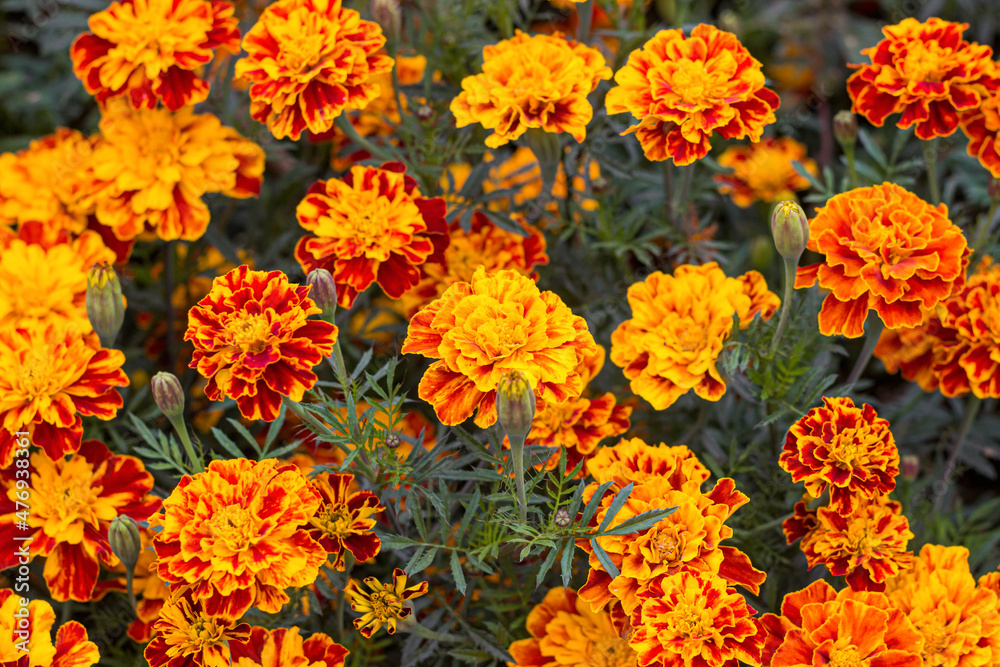 The park is covered with marigolds The park is covered with marigolds