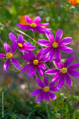 Cosmos blooming in the park