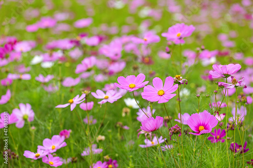 Cosmos blooming in the park