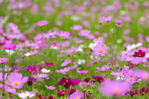 Cosmos blooming in the park © dong