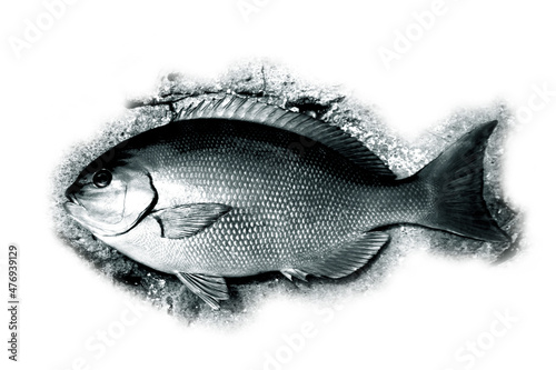 Popular sea fish “ONAGA-MEJINA” laying on the rock shore blue black mono color illustration. キレイな尾長メジナ（グレ）のモノクロイラスト風切り抜き画像。