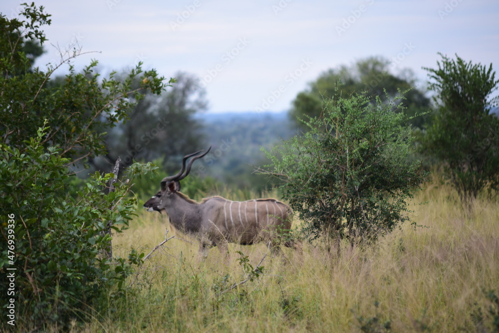 Male Kudu Side view in the forest Kugger National Park South Africa daytime cloudy sky Male Kudu Side view in the forest Kugger National Park South Africa daytime cloudy sky