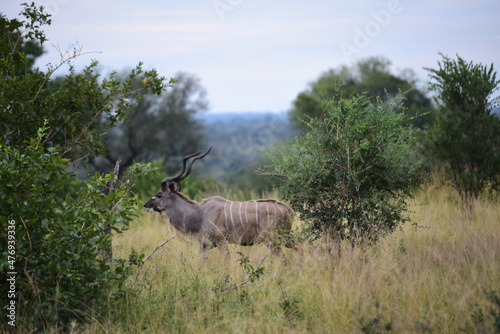 Male Kudu Side view in the forest Kugger National Park South Africa daytime cloudy sky