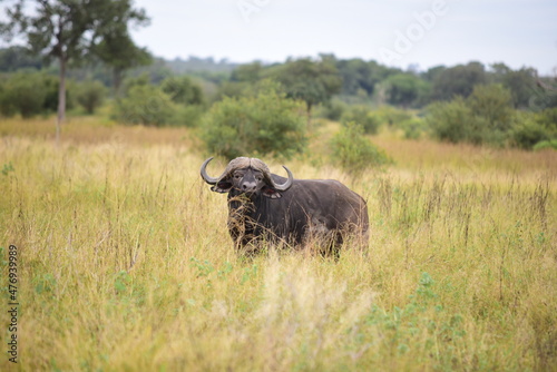 African male buffalo in the field Kugger National Park South African