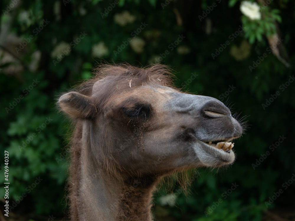 Kamel im Zoo