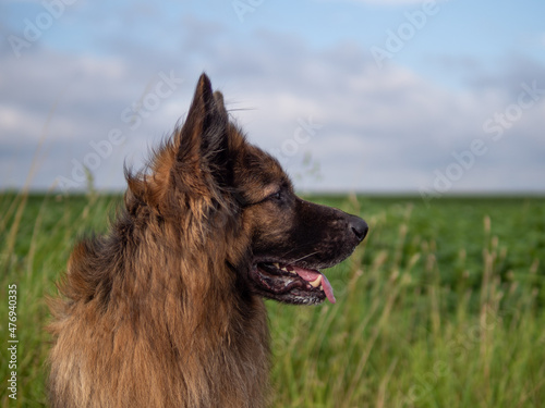 Schäferhund im Profil photo