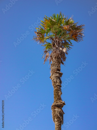 palm tree against blue sky