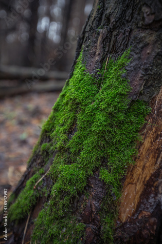 moss on a deadfall in the forest