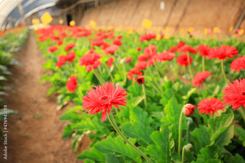 African chrysanthemum are in the greenhouse African chrysanthemum are in the greenhouse