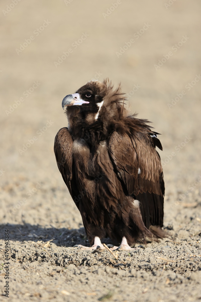 Fototapeta premium Cinereous vulture(Aegypius monachus) in Japan