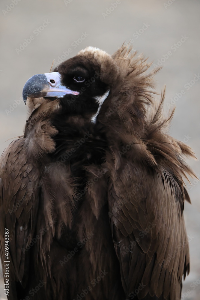 Cinereous vulture(Aegypius monachus) in Japan Cinereous vulture(Aegypius monachus) in Japan