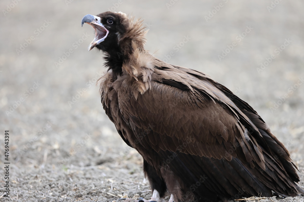 Fototapeta premium Cinereous vulture(Aegypius monachus) in Japan