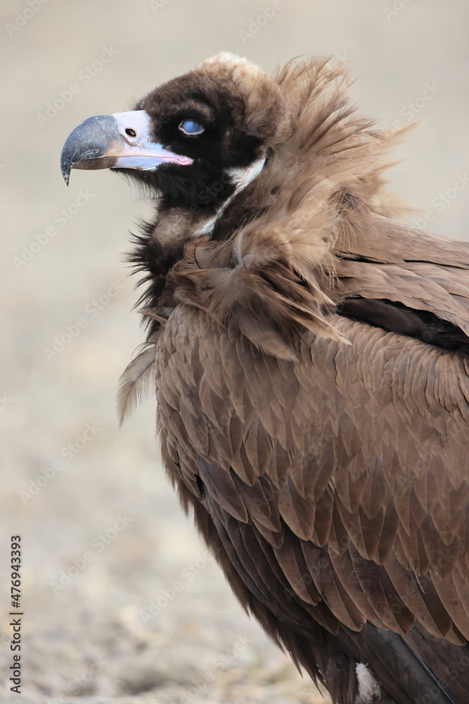 Cinereous vulture(Aegypius monachus) in Japan Cinereous vulture(Aegypius monachus) in Japan