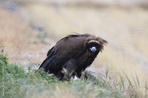 Cinereous vulture Aegypius monachus  in Japan